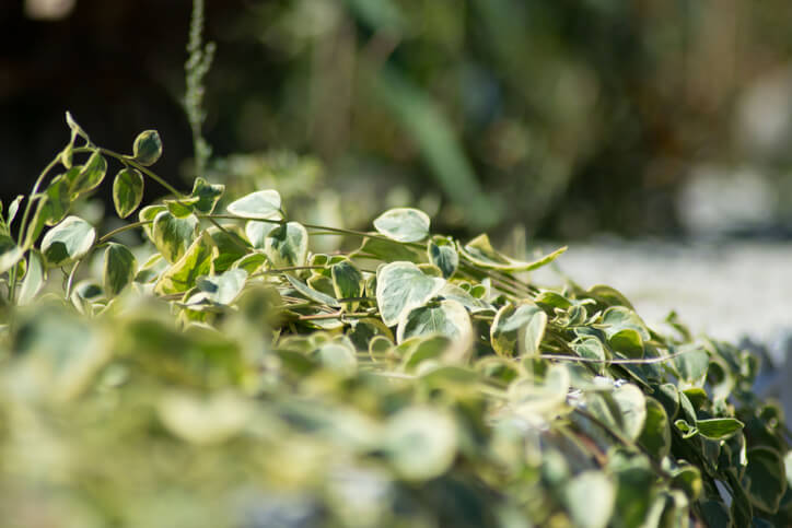 Muss die Kriechspindel überwintert werden