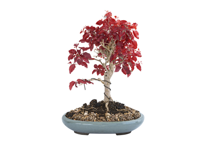 Natürlicher Blattverlust im Winter