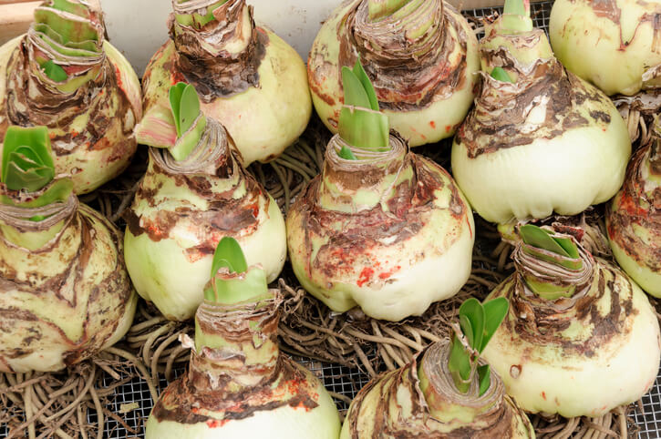 Neu gekaufte Amaryllis blüht nicht