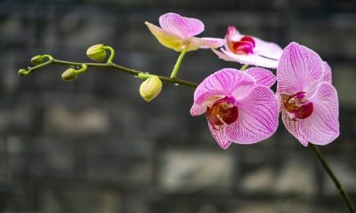 Orchidee verliert alle Blätter - Ursachen und Auswege