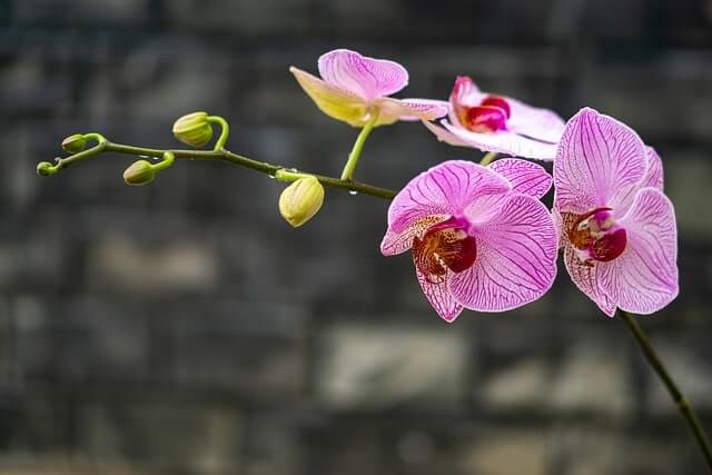 Orchidee verliert alle Blätter - Ursachen und Auswege