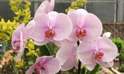 Orchidee vertrocknet - was tun