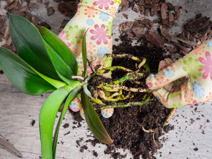 Orchideen richtig teilen
