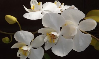 Orchideen richtig teilen