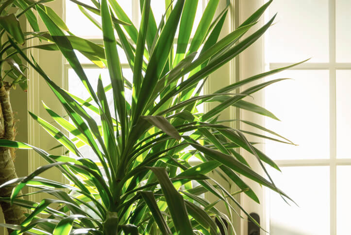 Palmlilien in Zimmerkultur überwintern