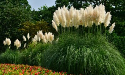 Pampasgras richtig vermehren