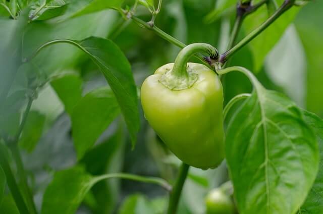 Paprika - Krankheiten erkennen und behandeln