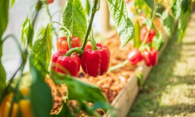 Paprika im Garten züchten