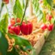 Paprika im Garten züchten