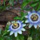 Passionsblumen pflanzen und pflegen