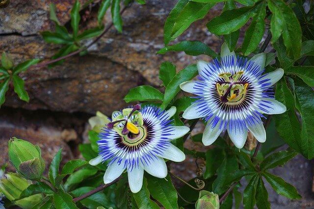 Passionsblumen pflanzen und pflegen
