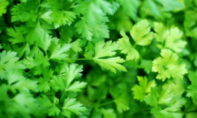 Petersilie - die besten Sorten im Überblick
