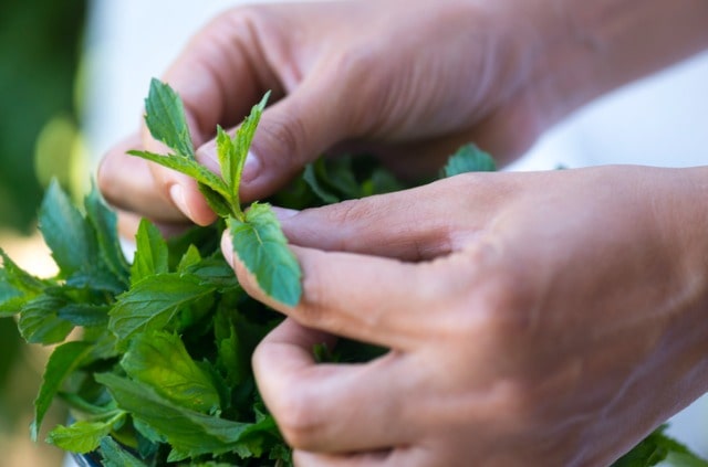 Pfefferminze im Topf anbauen und pflegen