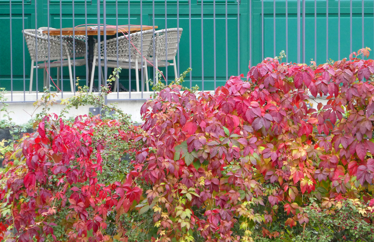 Pflanzenarten der Gattung Jungfernrebe