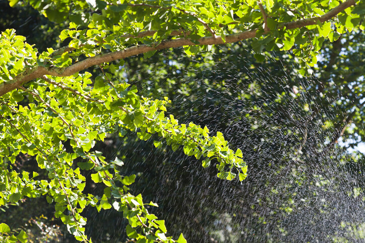 Pflege des Ginkgos