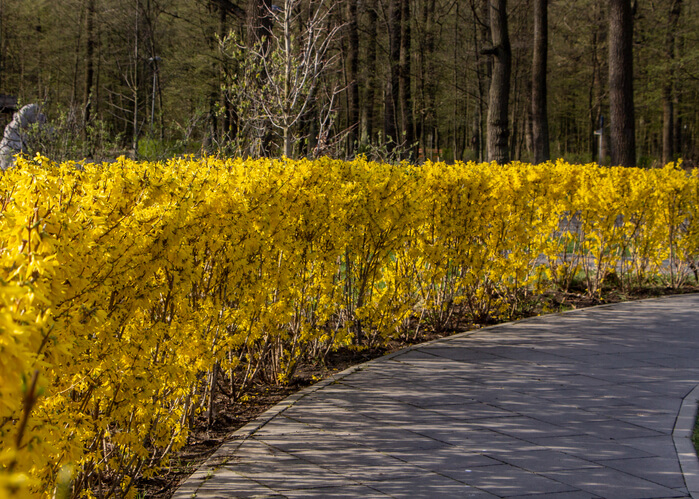Pflege und Rückschnitt von Forsythien