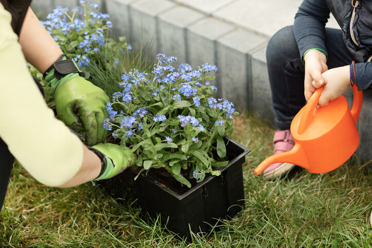 Pflege und Vermehrung