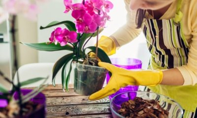 Pflege von Orchideen, wenn neue Triebe sprießen