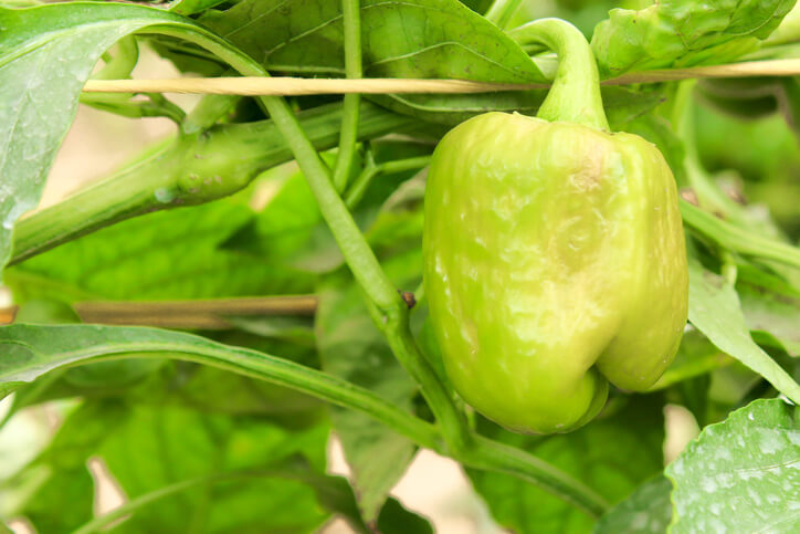 Pflegefehler als Ursache für Krankheiten bei der Paprika