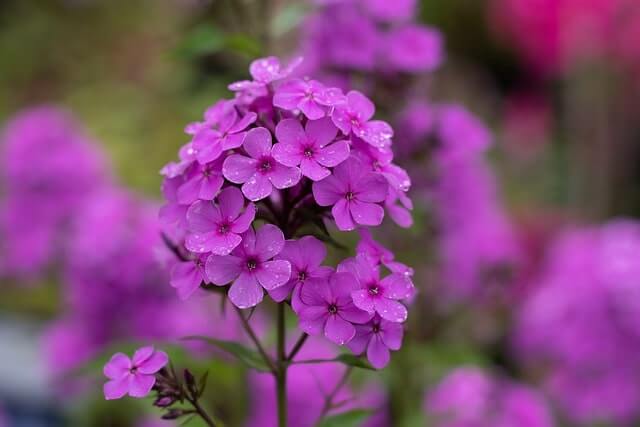 Phlox-Samen - Alles Wissenswerte