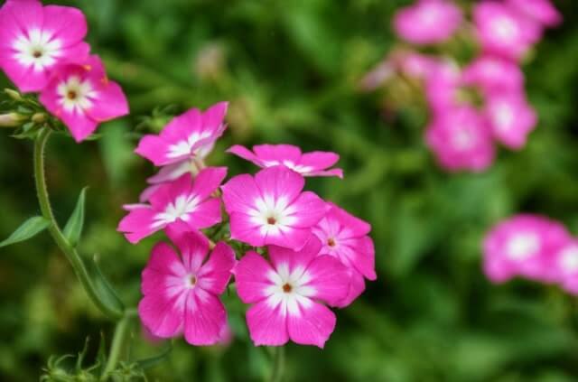 Phlox Samen aussäen