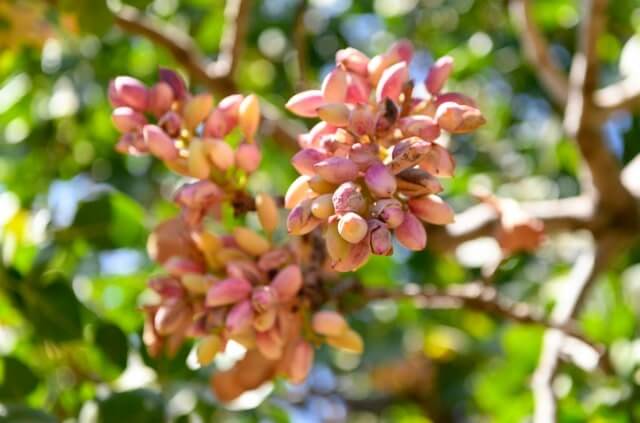 Pistazien Pflanzen selber ziehen