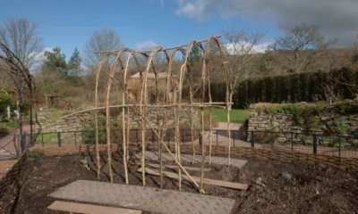 Rankhilfe aus Weide herstellen