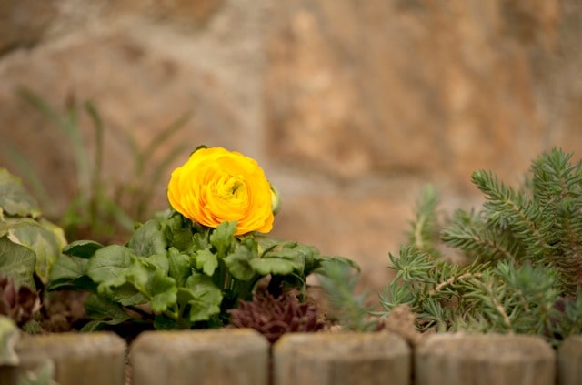 Ranunkel auf dem Balkon halten - wichtige Pflegetipps