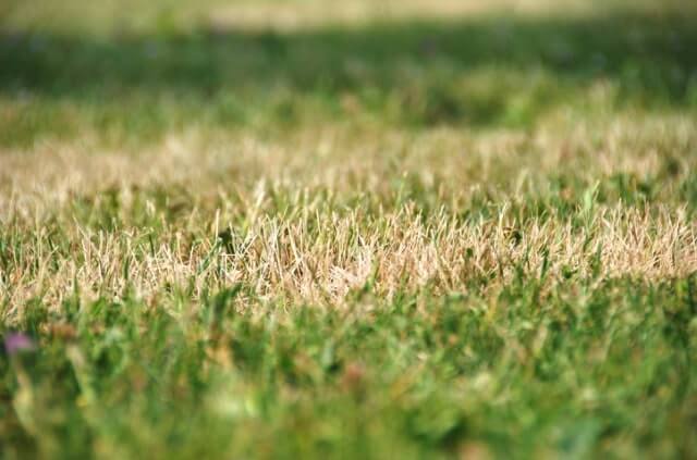 Rasen ist trocken trotz Regen und Bewässerung - was tun