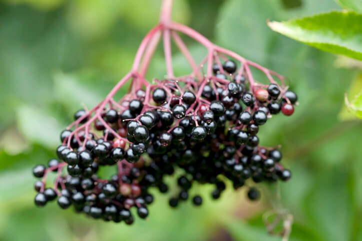 Reife Holunderbeeren erkennen