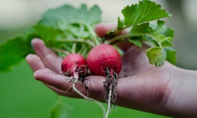 Rettich richtig ernten und lagern