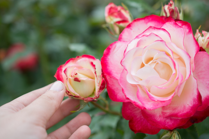 Richtig gießen und düngen