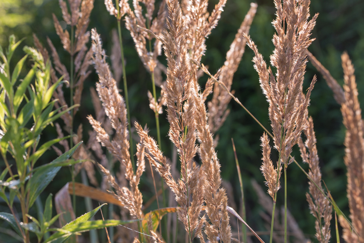 Richtigen Standort für Schilf finden