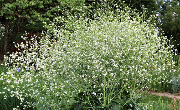 Riesenschleierkraut