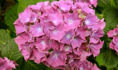 Rosa Hortensien pflegen