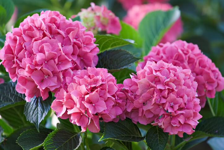 Rosa Hortensien richtig düngen
