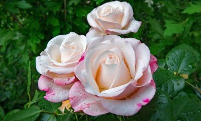 Rose Nostalgie - die richtige Pflege