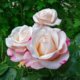 Rose Nostalgie - die richtige Pflege