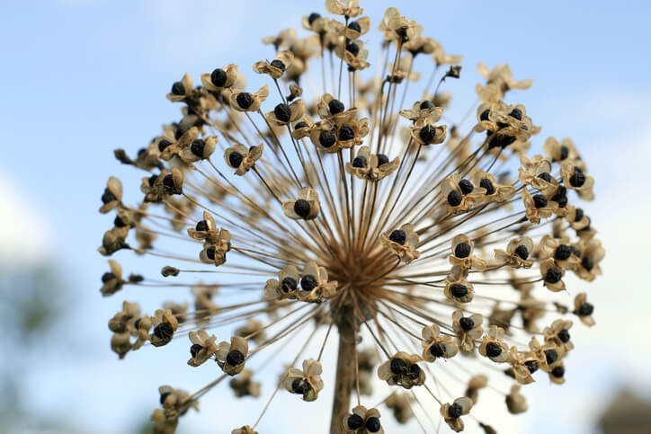 Samen im Garten gewinnen
