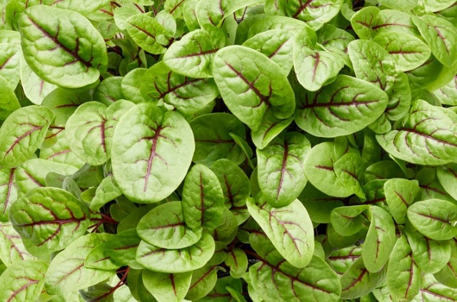 Sauerampfer richtig ernten - wann und wie