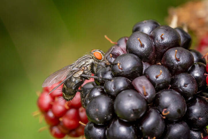 Schädlinge an der Brombeere erkennen