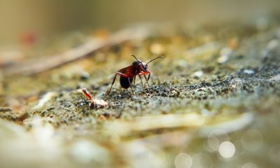 Schädlinge im Rasen bekämpfen