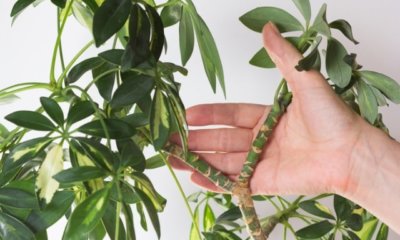 Schefflera als Bonsai erziehen