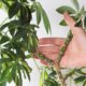 Schefflera als Bonsai erziehen