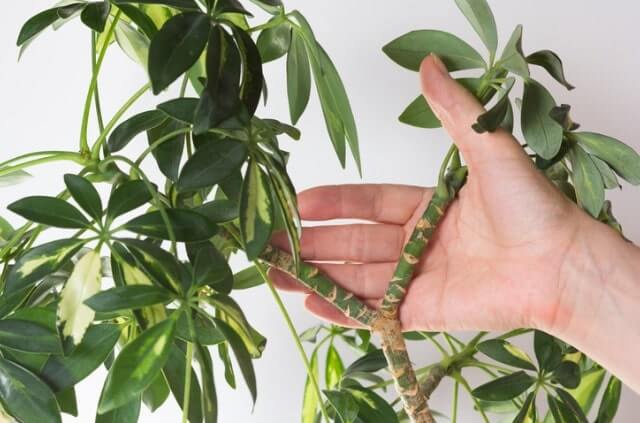 Schefflera als Bonsai erziehen
