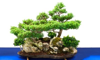 Scheinzypresse als Bonsai schneiden