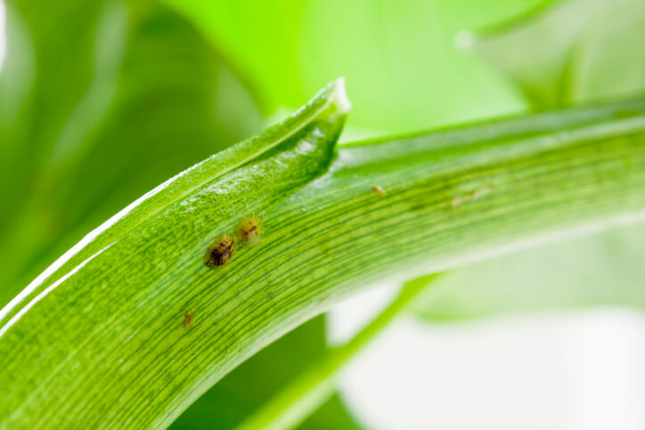 Schildläuse und Wollläuse