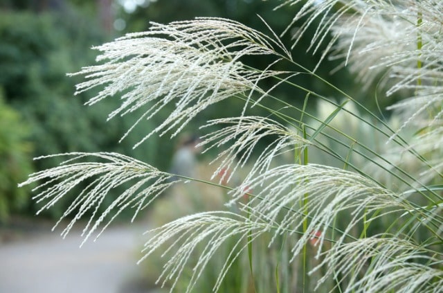 Schilf im Topf pflanzen