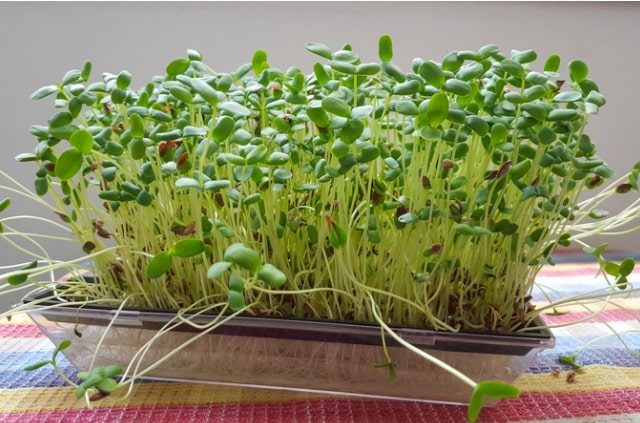 Schimmel bei Kresse erkennen und vermeiden