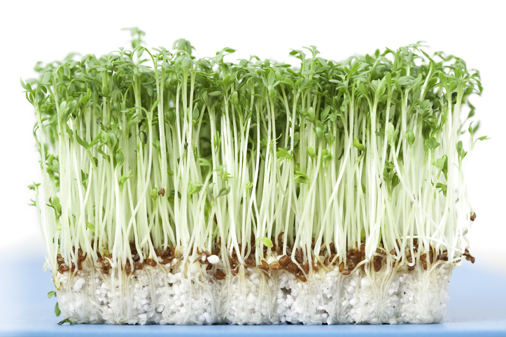 Schimmel bei der Kresse verhindern